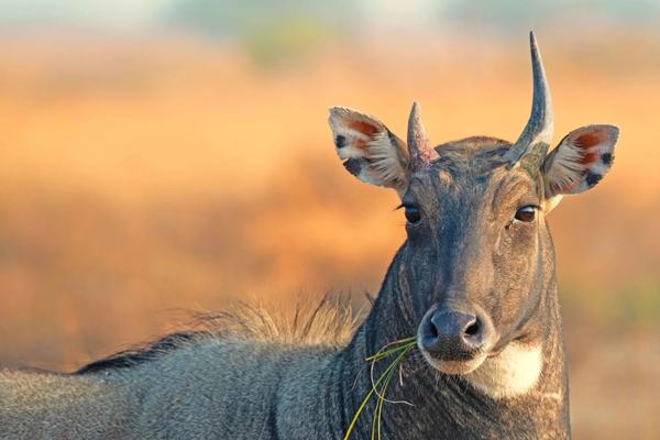 Bandhavgarh Kanha Pench Wildlife Tour
