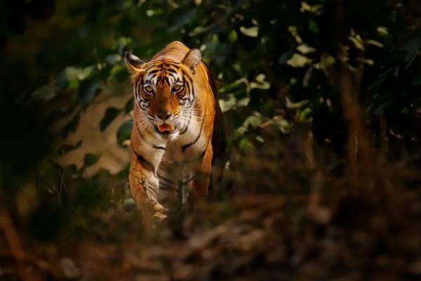 Maharashtra wild trail Journey - Deccan odyssey