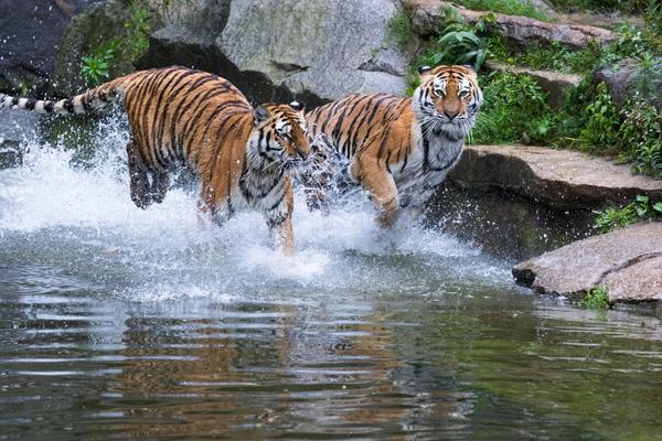 Golden Triangle Tour with Ranthambore Tiger Safari 5 Days
