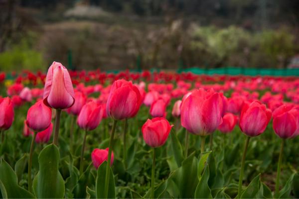 Kashmir tour package