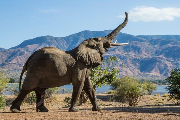 South India wildlife safari from Bangalore