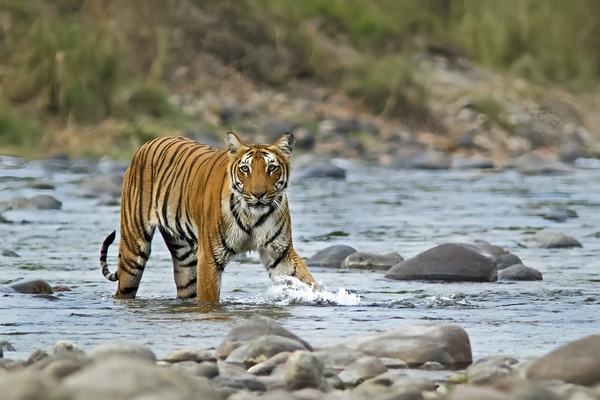 Wildlife tours around Delhi